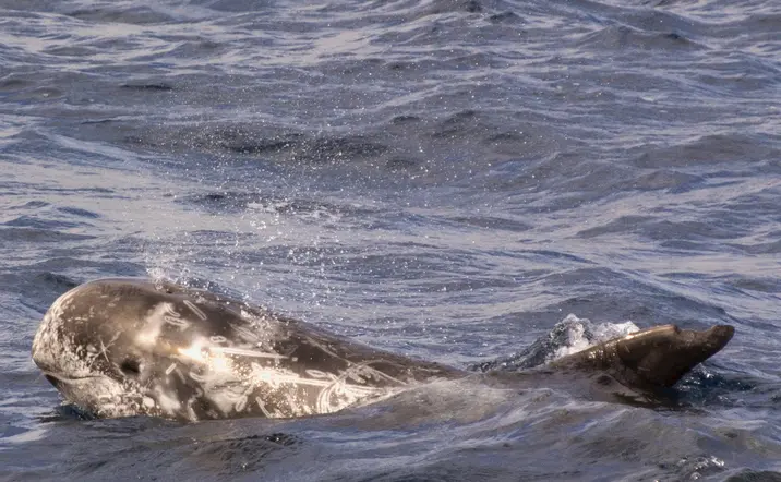 Ballena nadando en Fuerteventura, uno de los cetáceos que podrás ver en esta actividad.