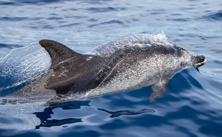 Delfín nadando en medio del mar, una de las maravillas que contemplarás en Gran Canaria. 