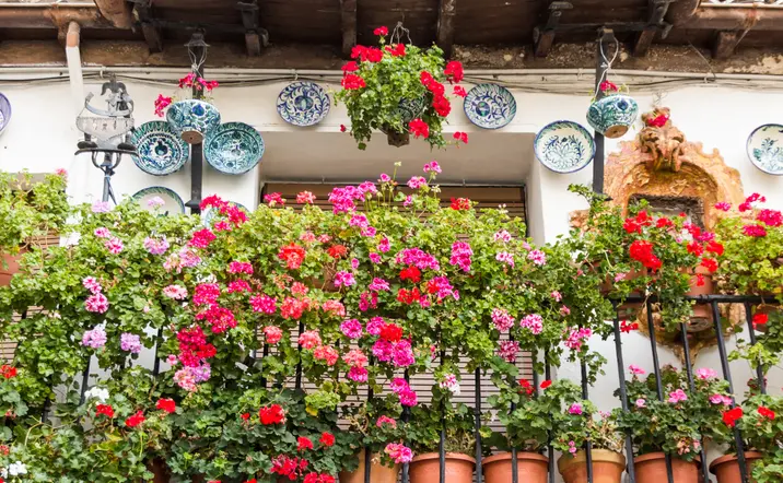  Coloridas macetas adornando los balcones y fachadas encaladas del Albaicín, un rincón lleno de encanto en Granada.