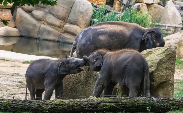 Entradas al zoológico de Praga con audioguía - buendía