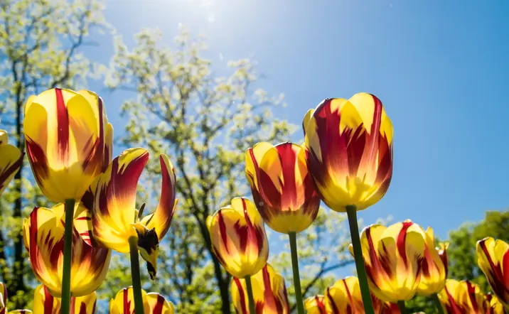 Tulipanes en primer plano en los jardines de Keukenhof en Holanda