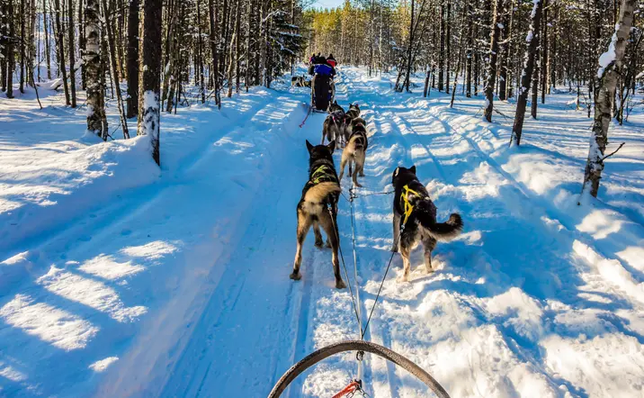Aventuras en trineo con huskies, explorando el mágico paisaje nevado de Laponia.