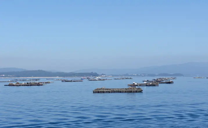 Ría de Arousa con las bateas de fondo