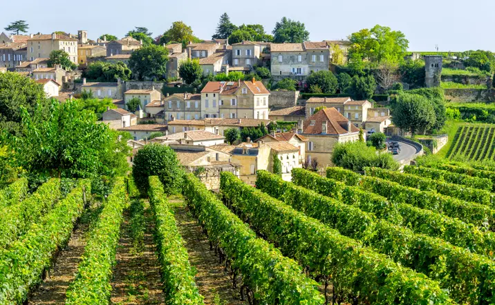 Viñedos que producen algunos de los mejores vinos del mundo.