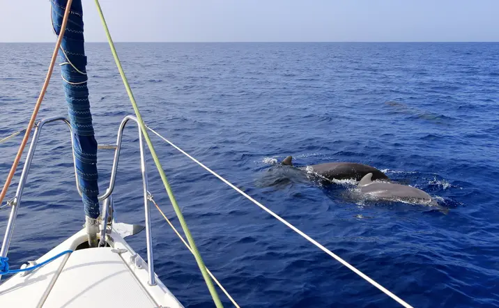 Vistas desde un velero de los delfines en su hábitat natural.