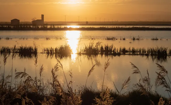 El cielo se apaga lentamente sobre La Albufera. Solo quedan los colores y el vuelo bajo de una garza solitaria.