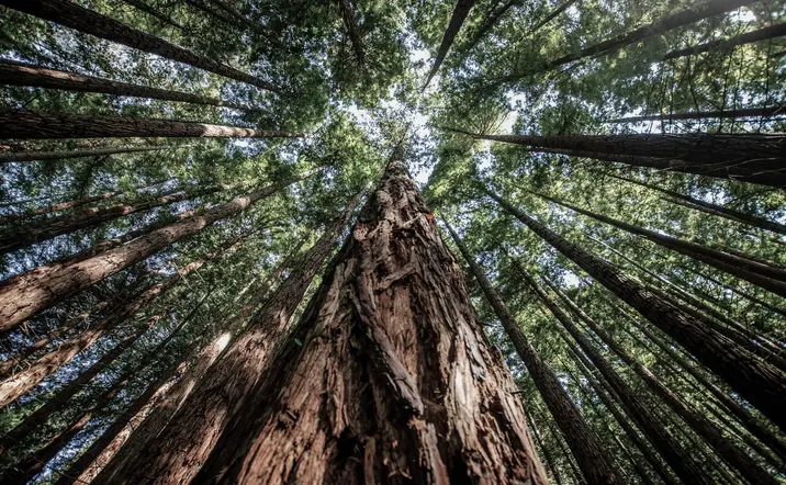 Excursión al Capricho de Gaudí, Santillana del Mar y el bosque de secuoyas desde Santander