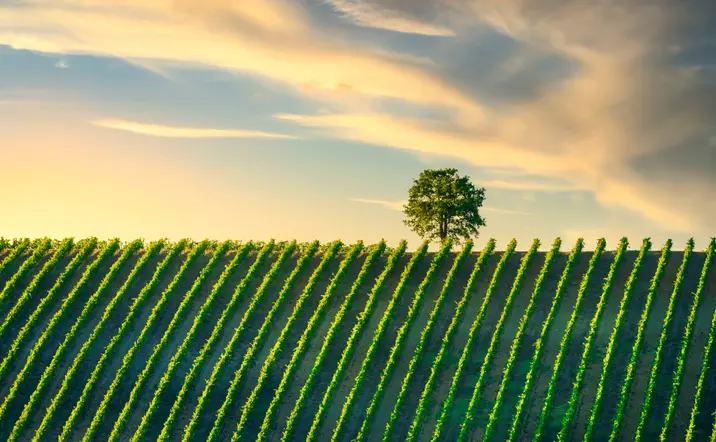 Excursión a la Toscana y sus pueblos medievales con curso de cocina y vino incluido desde Florencia - buendía