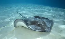 Clases de buceo y snorkel