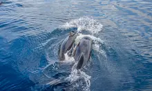 Paseos en barco